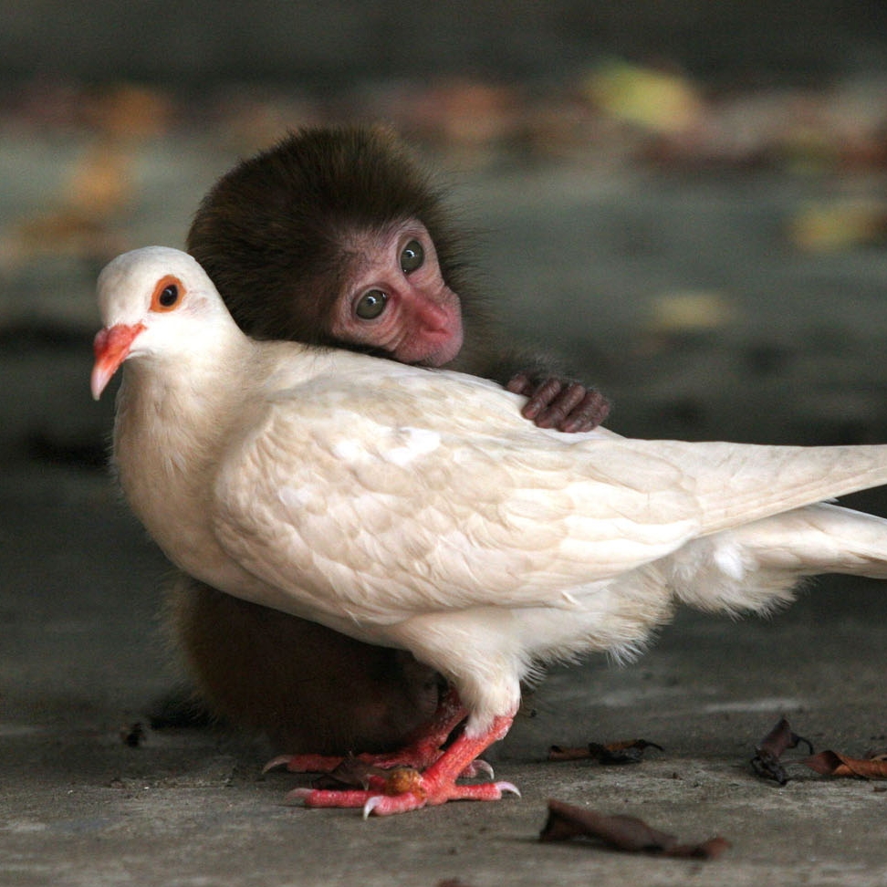 As 15 fotos mais tocantes de amizades entre animais