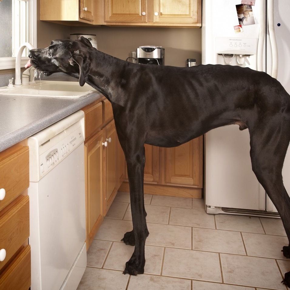 12 dogs that are so big that they look unreal