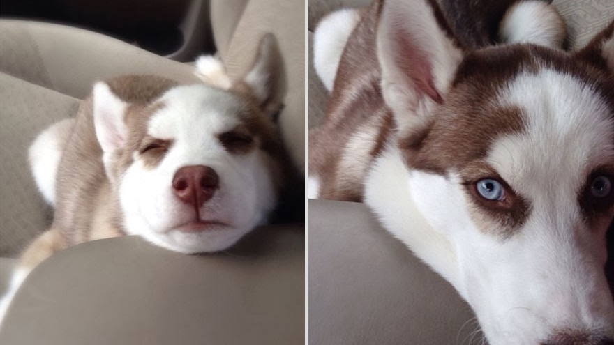 growing up animal growing up animal