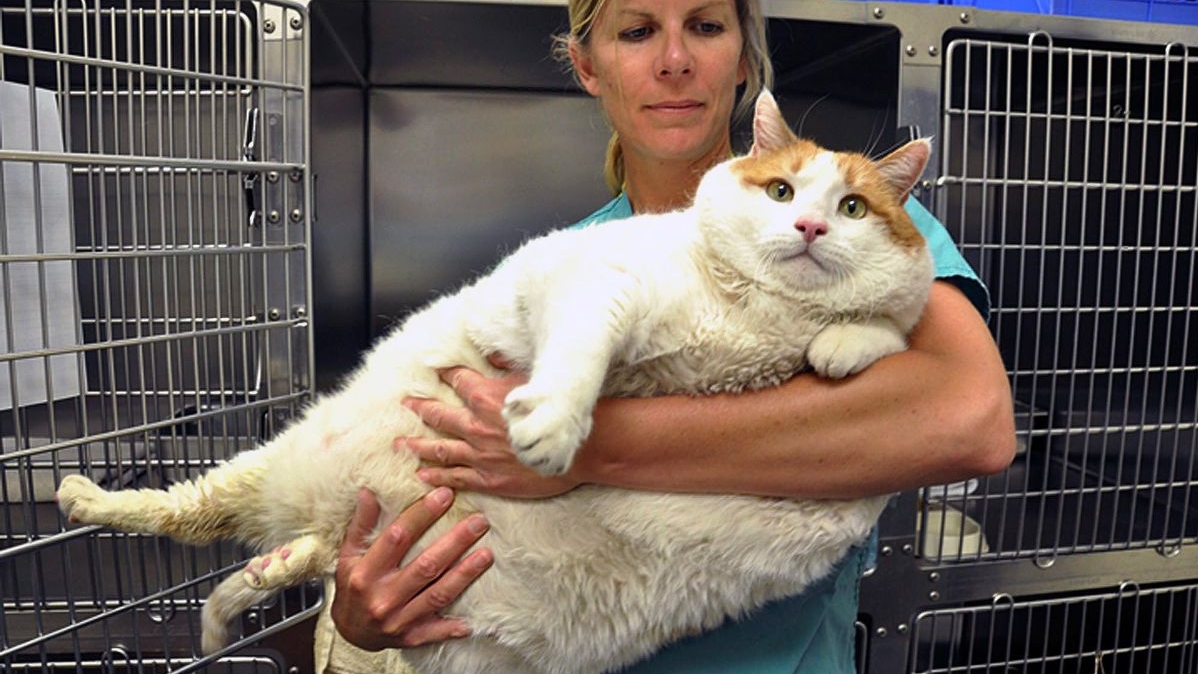 15 Animais Bem Gordinhos e Ainda Assim Muito Fofos 15-animais-bem-gordinhos-e-ainda-assim-muito-fofos