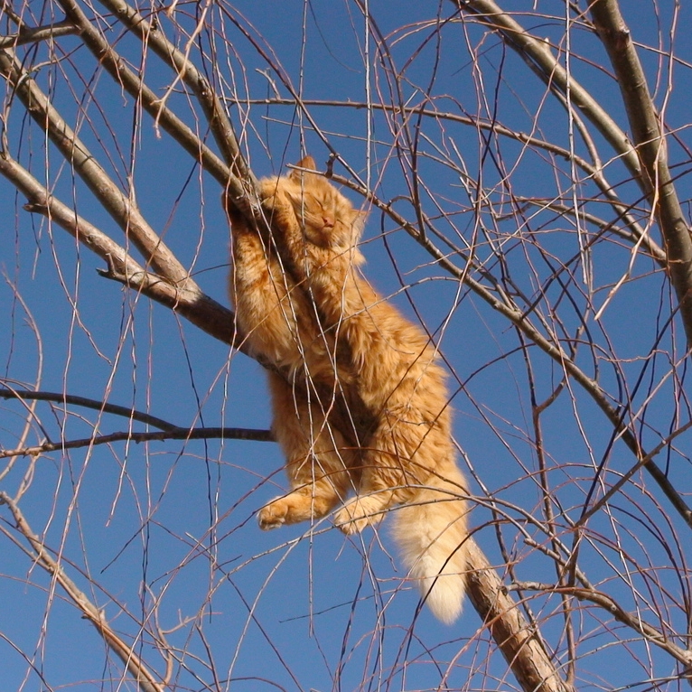 15 photos that will proof that your cat can sleep anywhere