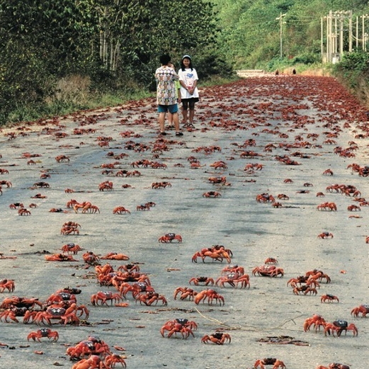 Amazing photos of migratory animals