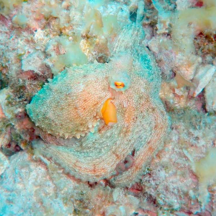 Animais e insetos em camuflagens incríveis