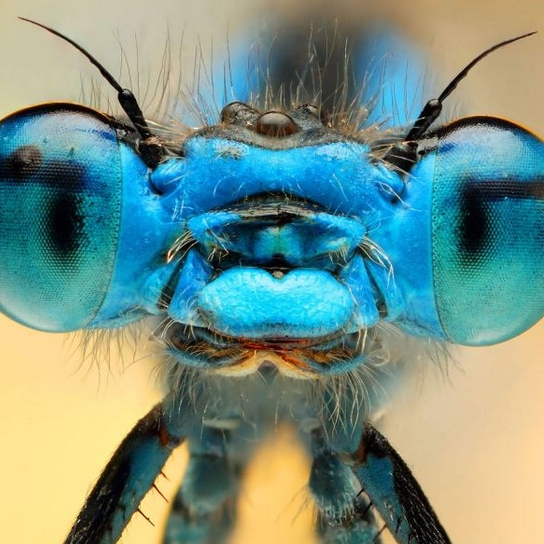 Retratos de insetos como você geralmente não vê