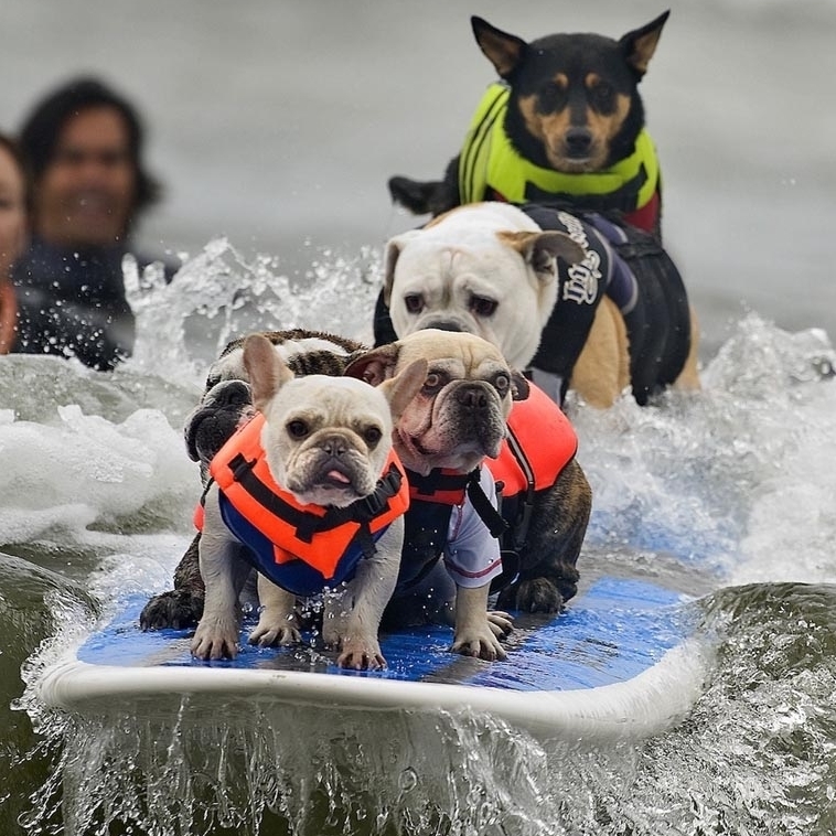 Animais que amam passar o dia na praia surfando